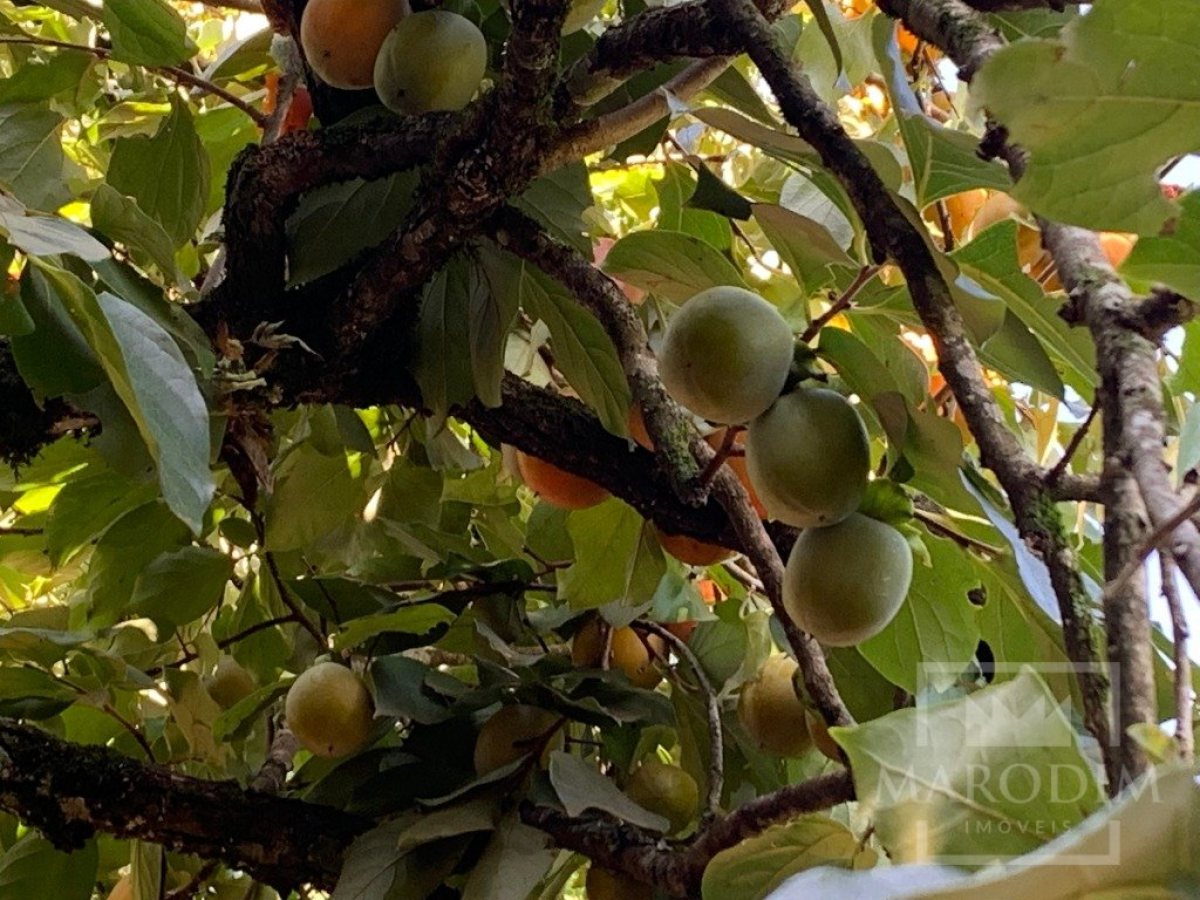 Sítio com 17294m², 3 dormitórios, Nao suíte, 4 vagas, no bairro Interior em Marau