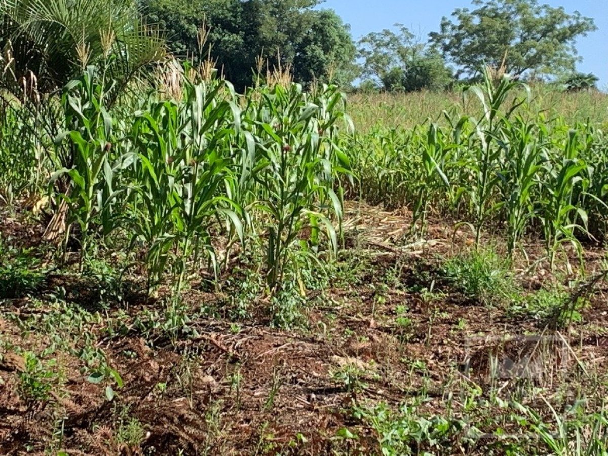 Sítio com 17294m², 3 dormitórios, Nao suíte, 4 vagas, no bairro Interior em Marau