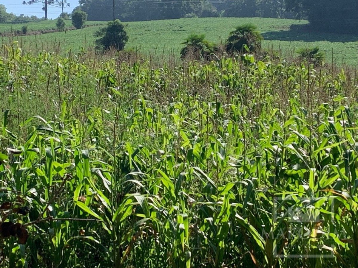 Sítio com 17294m², 3 dormitórios, Nao suíte, 4 vagas, no bairro Interior em Marau