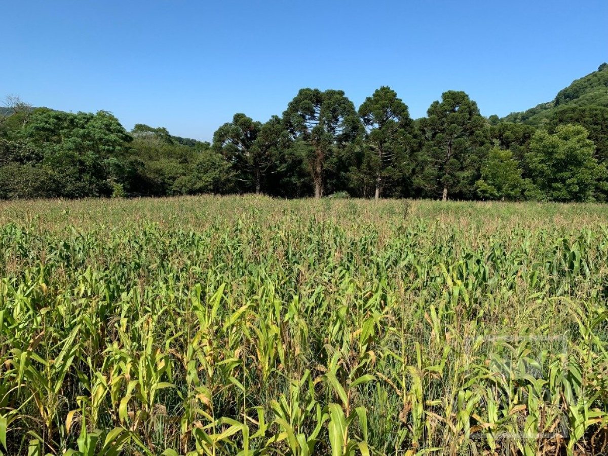 Sítio com 17294m², 3 dormitórios, Nao suíte, 4 vagas, no bairro Interior em Marau
