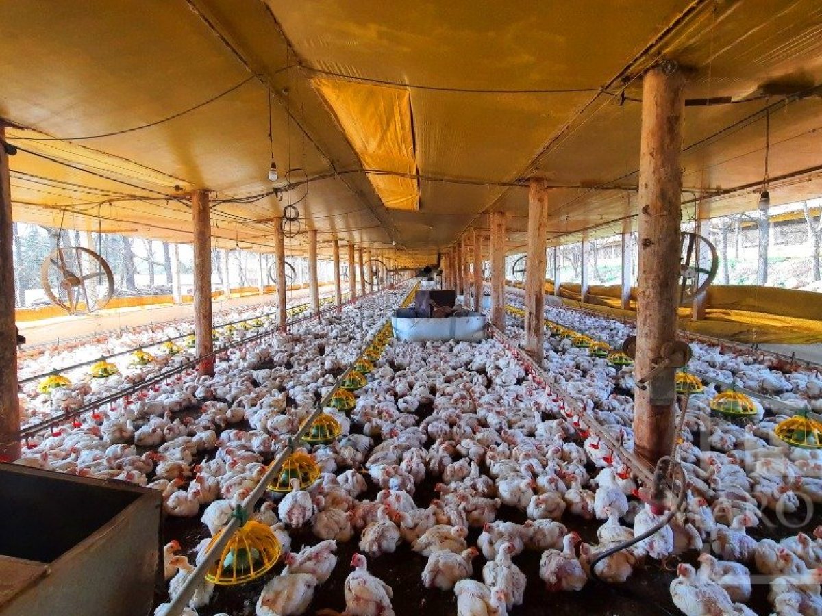 Área com 36000m², Nao suíte, no bairro Interior em Marau