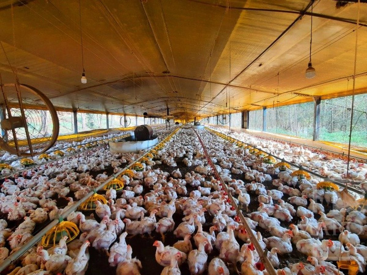 Área com 36000m², Nao suíte, no bairro Interior em Marau