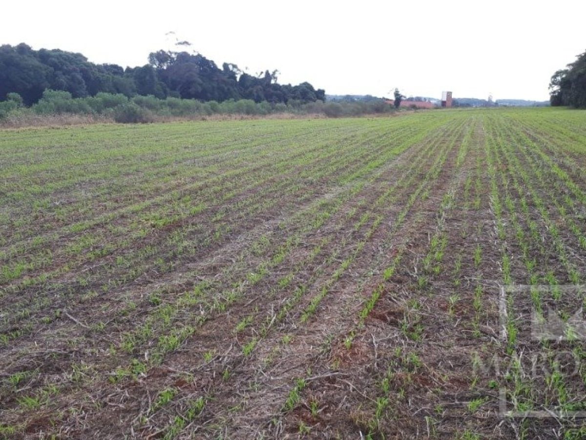 Área com 17500m², Nao suíte, no bairro Frei Adelar em Marau
