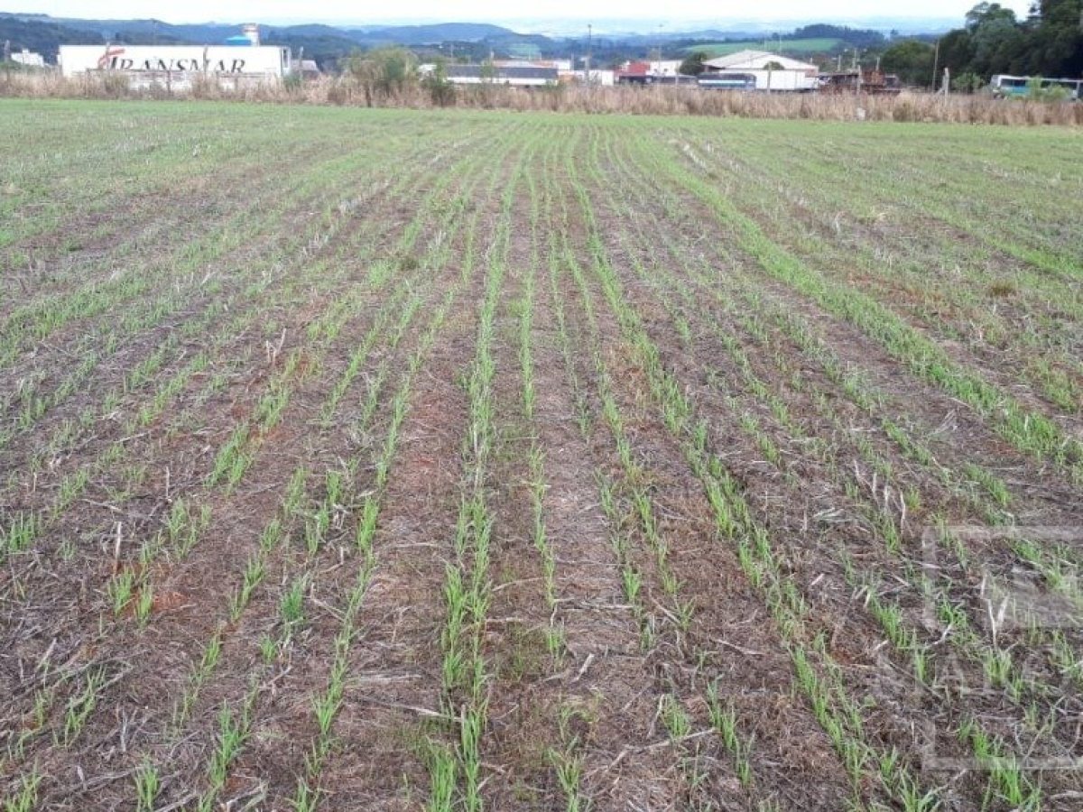 Área com 17500m², Nao suíte, no bairro Frei Adelar em Marau