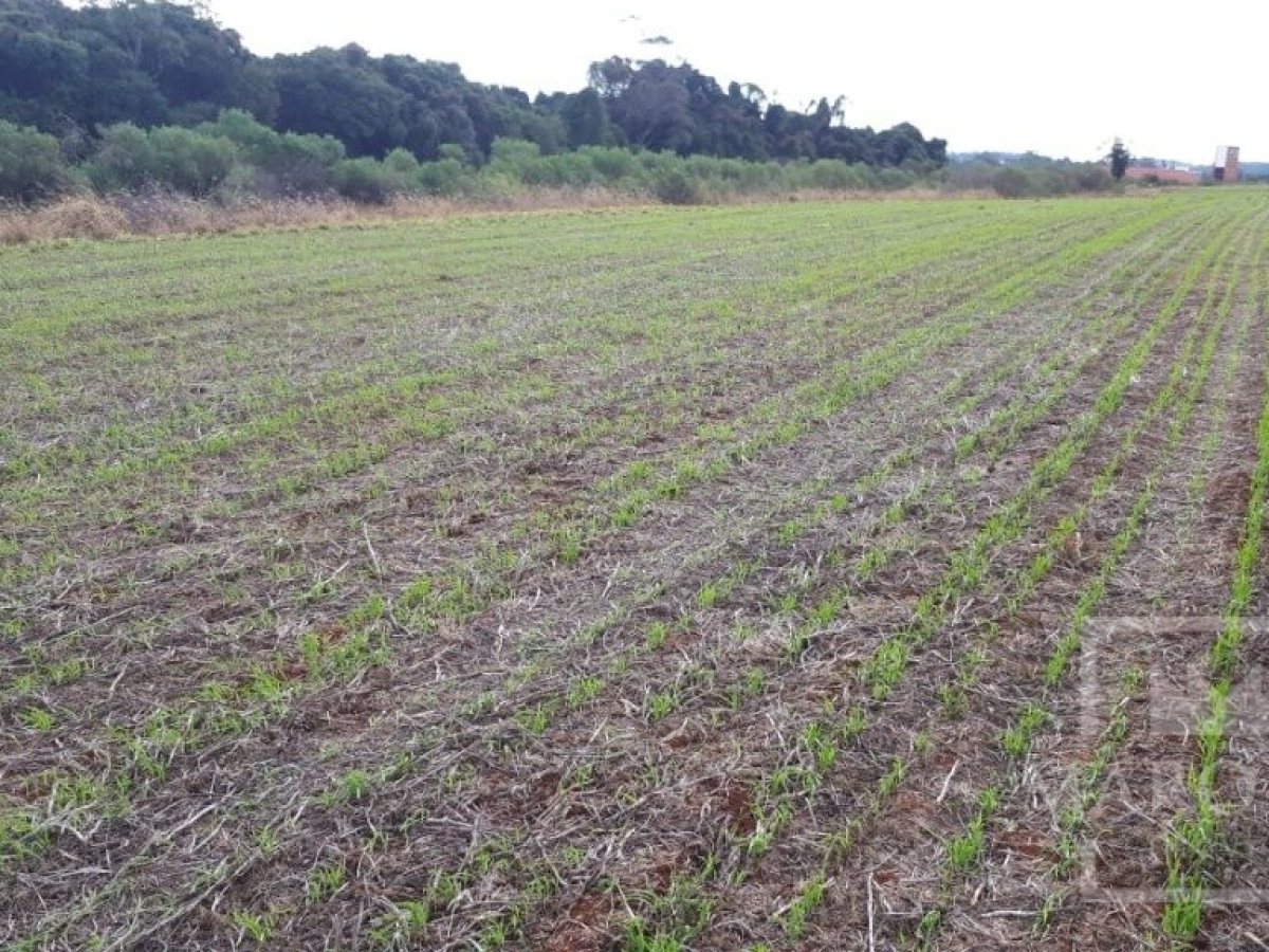 Área com 17500m², Nao suíte, no bairro Frei Adelar em Marau