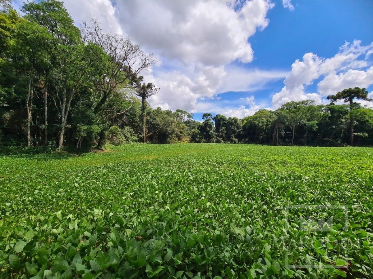 Área com 4000m², Nao suíte, no bairro Interior em Marau