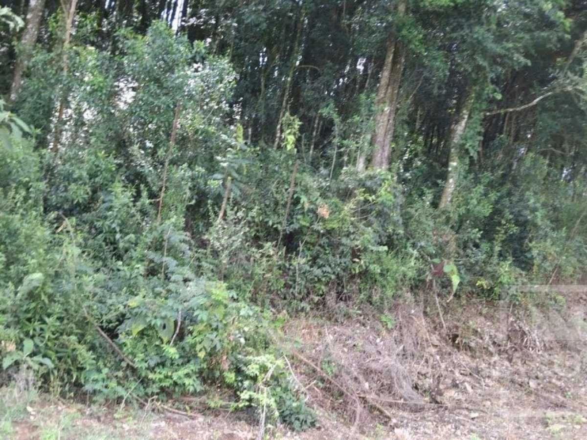 Sítio com 14000m², Nao suíte, no bairro Interior em Marau