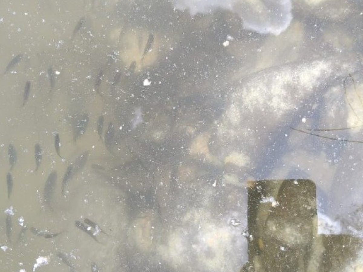 Sítio com 14000m², Nao suíte, no bairro Interior em Marau