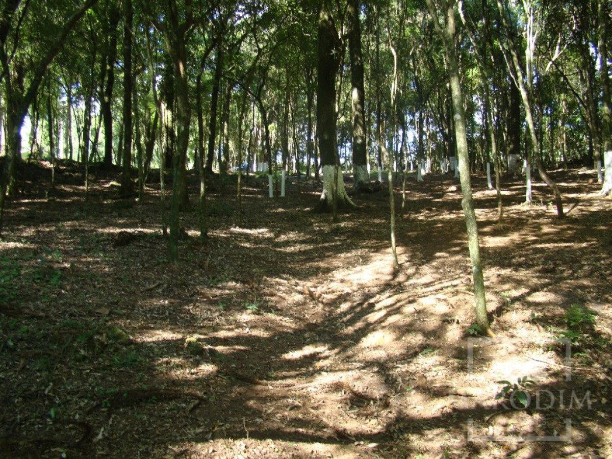 Sítio com 10000m², Nao suíte, no bairro Linha 25 em Marau