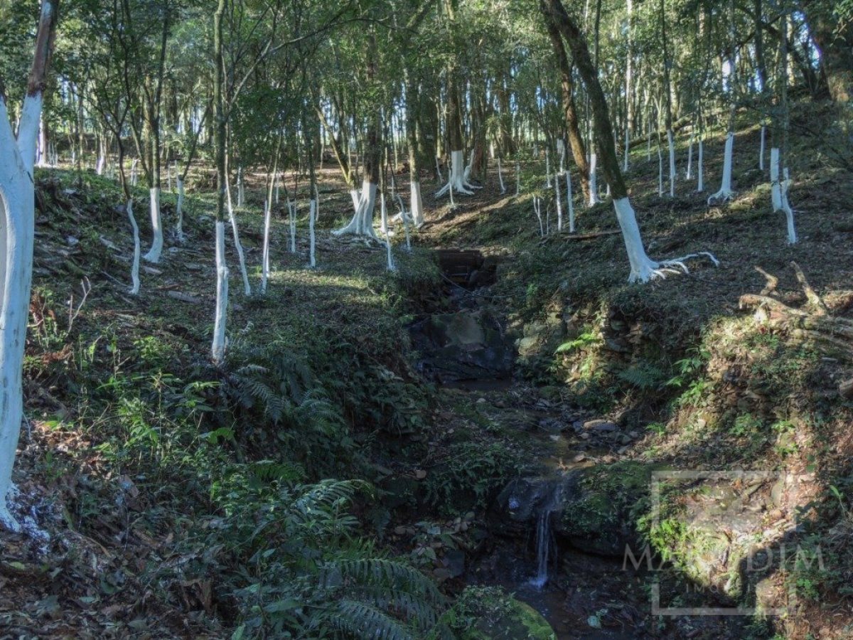 Sítio com 10000m², Nao suíte, no bairro Linha 25 em Marau