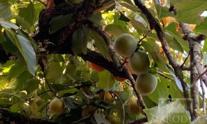 Sítio com 17294m², 3 dormitórios, Nao suíte, 4 vagas, no bairro Interior em Marau