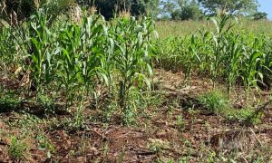 Sítio com 17294m², 3 dormitórios, Nao suíte, 4 vagas, no bairro Interior em Marau