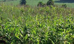 Sítio com 17294m², 3 dormitórios, Nao suíte, 4 vagas, no bairro Interior em Marau