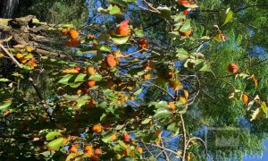 Sítio com 17294m², 3 dormitórios, Nao suíte, 4 vagas, no bairro Interior em Marau