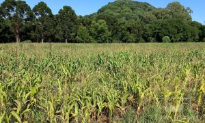 Sítio com 17294m², 3 dormitórios, Nao suíte, 4 vagas, no bairro Interior em Marau