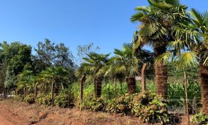 Sítio com 17294m², 3 dormitórios, Nao suíte, 4 vagas, no bairro Interior em Marau