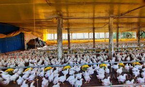 Área com 36000m², Nao suíte, no bairro Interior em Marau