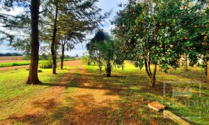 Área com 36000m², Nao suíte, no bairro Interior em Marau