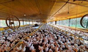 Área com 36000m², Nao suíte, no bairro Interior em Marau