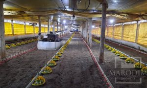 Área com 36000m², Nao suíte, no bairro Interior em Marau