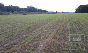 Área com 17500m², Nao suíte, no bairro Frei Adelar em Marau