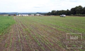 Área com 17500m², Nao suíte, no bairro Frei Adelar em Marau