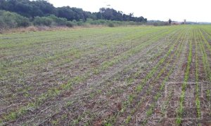 Área com 17500m², Nao suíte, no bairro Frei Adelar em Marau