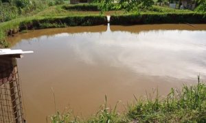 Sítio com 6050m², 3 dormitórios, Nao suíte, no bairro Interior em Marau