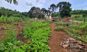 Terreno com 555m², Nao suíte, no bairro Carolo em Marau