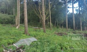 Sítio com 1150m², Nao suíte, no bairro Interior em Marau