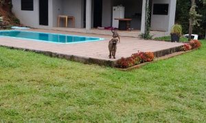 Chácara com 40m², 1 dormitório, Nao suíte, no bairro Interior em Marau