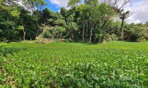 Área com 4000m², Nao suíte, no bairro Interior em Marau