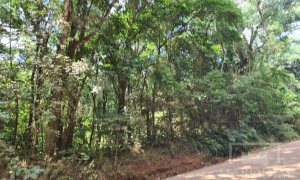 Área com 4000m², Nao suíte, no bairro Interior em Marau