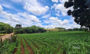 Área com 8500m², Nao suíte, no bairro Interior em Marau