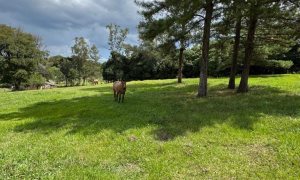 Sítio com 17000m², Nao suíte, no bairro Loteamento Residencial Cidade Nova em Marau