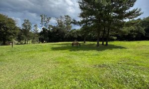 Sítio com 17000m², Nao suíte, no bairro Loteamento Residencial Cidade Nova em Marau