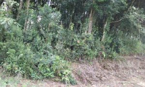 Sítio com 14000m², Nao suíte, no bairro Interior em Marau