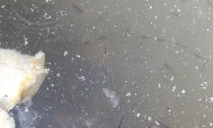 Sítio com 14000m², Nao suíte, no bairro Interior em Marau