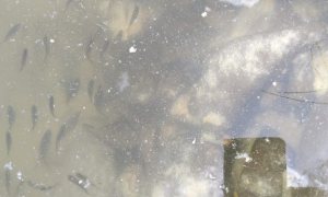 Sítio com 14000m², Nao suíte, no bairro Interior em Marau