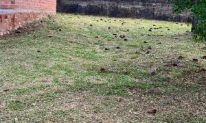 Sítio com 70m², 2 dormitórios, Nao suíte, no bairro Interior em Marau