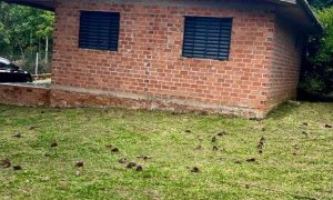 Sítio com 70m², 2 dormitórios, Nao suíte, no bairro Interior em Marau