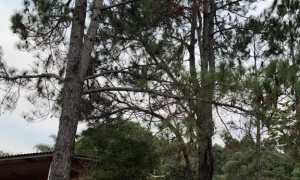 Sítio com 70m², 2 dormitórios, Nao suíte, no bairro Interior em Marau