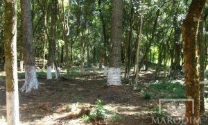 Sítio com 2212m², Nao suíte, no bairro Interior em Marau