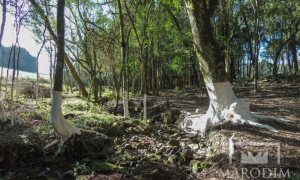 Sítio com 3200m², Nao suíte, no bairro Interior em Marau