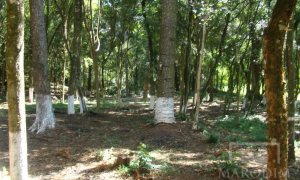 Sítio com 10000m², Nao suíte, no bairro Linha 25 em Marau