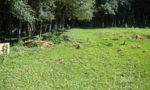 Sítio com 10000m², Nao suíte, no bairro Linha 25 em Marau