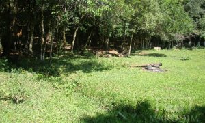 Sítio com 10000m², Nao suíte, no bairro Linha 25 em Marau