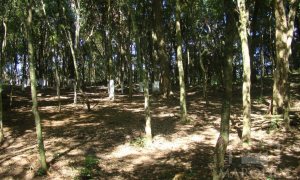 Sítio com 10000m², Nao suíte, no bairro Linha 25 em Marau