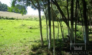 Sítio com 10000m², Nao suíte, no bairro Linha 25 em Marau