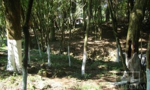 Sítio com 10000m², Nao suíte, no bairro Linha 25 em Marau